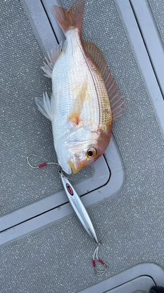 レンコダイの釣果