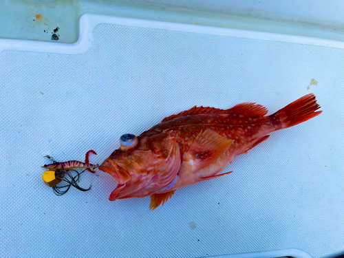 カサゴの釣果