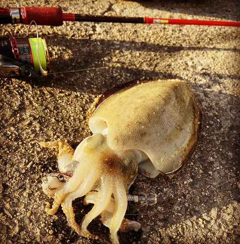 モンゴウイカの釣果