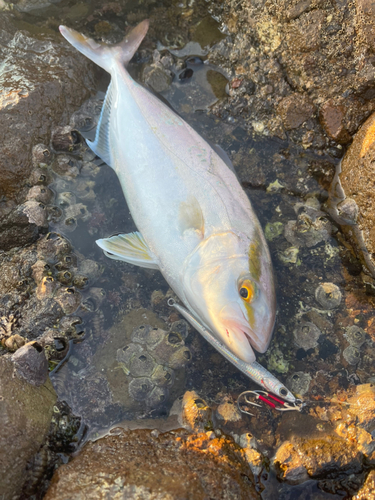 ネイリの釣果