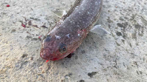 エソの釣果