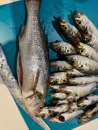 イシモチの釣果