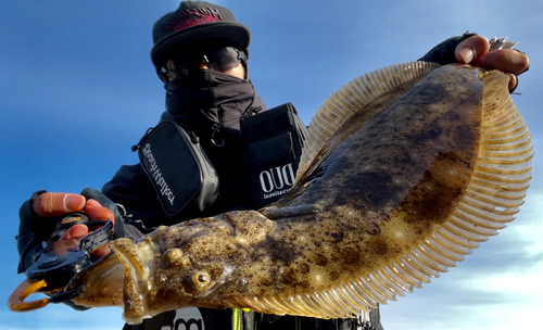 ヒラメの釣果