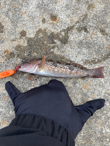 アイナメの釣果