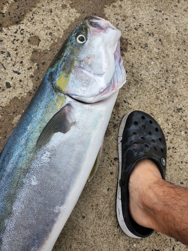 ブリの釣果