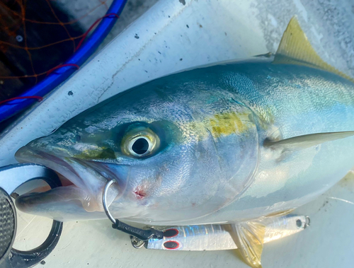 イナダの釣果