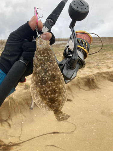 ソゲの釣果