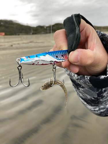 シタビラメの釣果