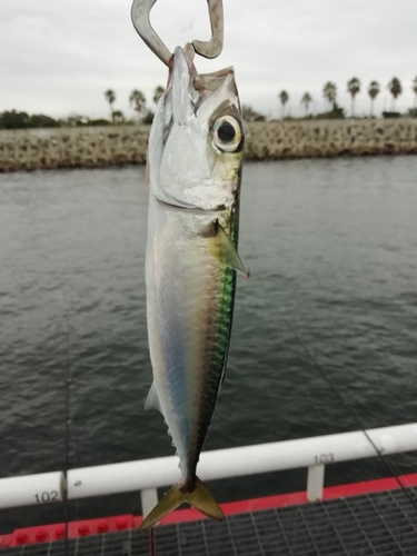 サバの釣果