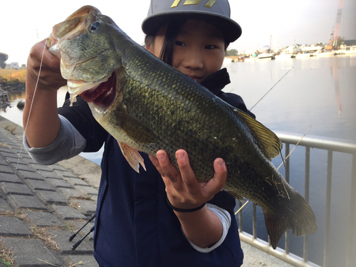 ブラックバスの釣果