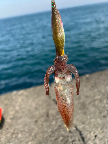 マメイカの釣果