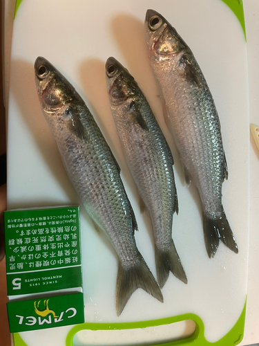 ボラの釣果