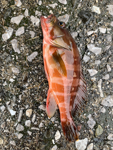 アカハタの釣果