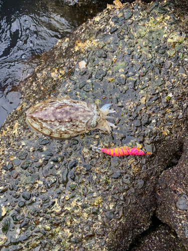 コウイカの釣果