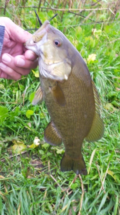 スモールマウスバスの釣果