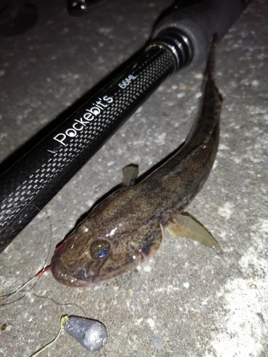 マハゼの釣果