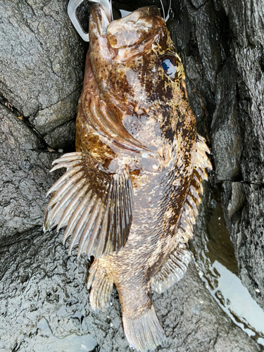 タケノコメバルの釣果