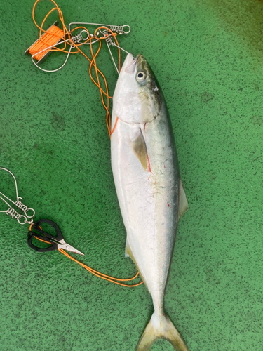 メジロの釣果