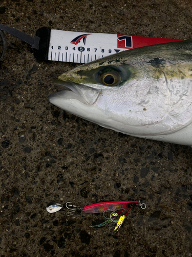 メジロの釣果