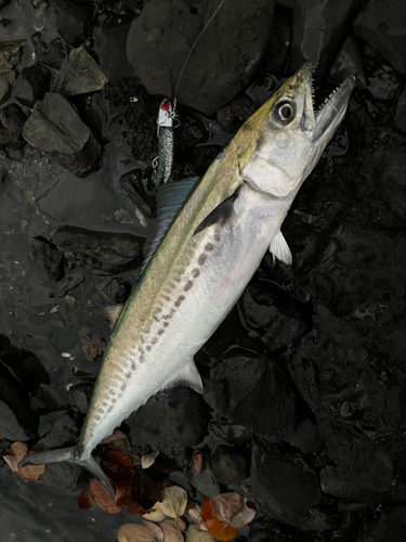 サゴシの釣果