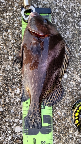 コショウダイの釣果