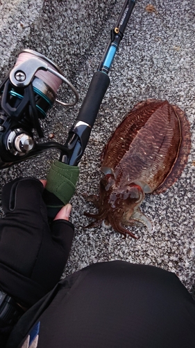 コウイカの釣果