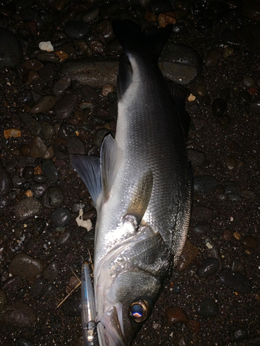 ヒラスズキの釣果