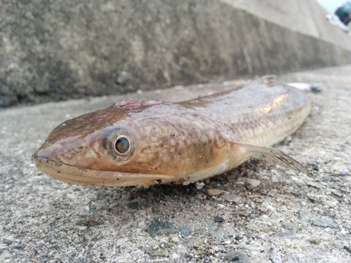 エソの釣果