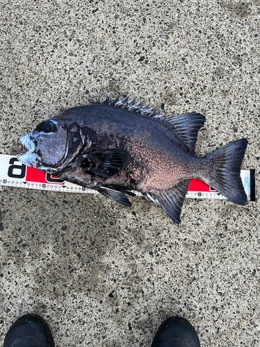 イシダイの釣果