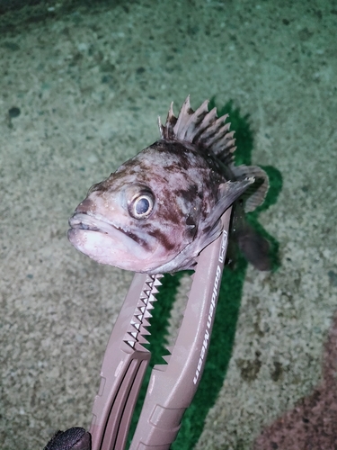 クロソイの釣果