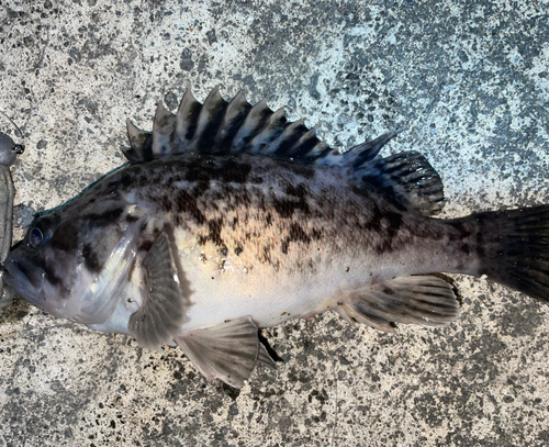 クロソイの釣果