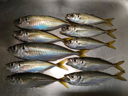 アジの釣果