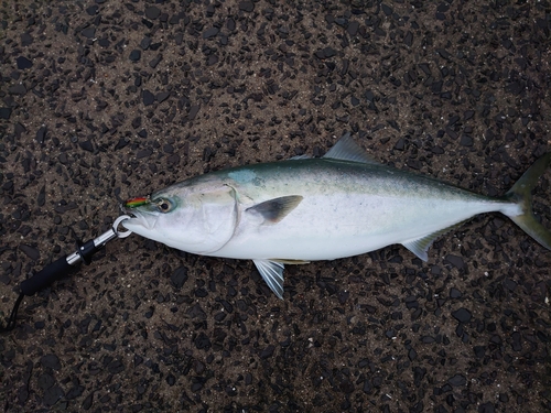 メジロの釣果