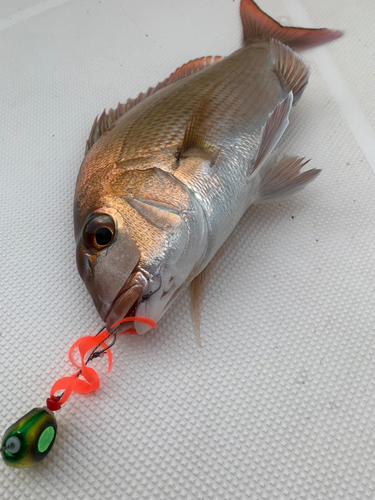 マダイの釣果