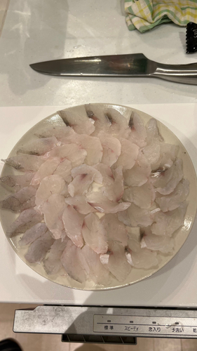 マゴチの釣果