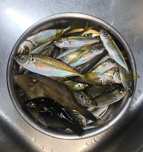 アジの釣果