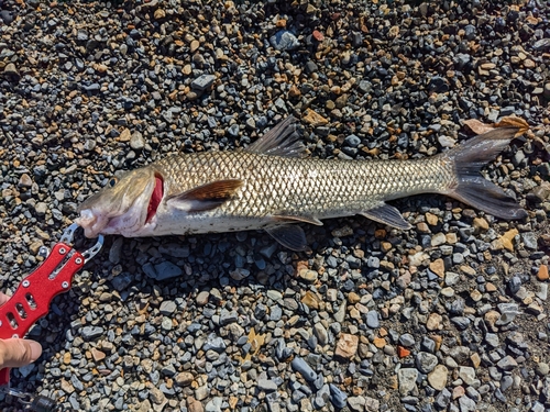 ニゴイの釣果