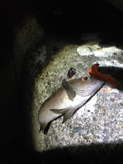 エゾメバルの釣果