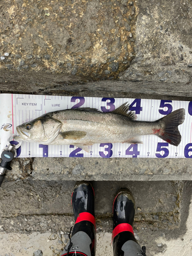 シーバスの釣果