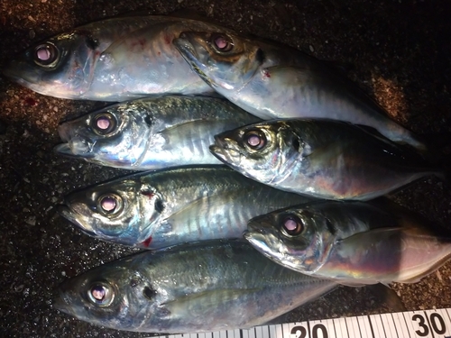 アジの釣果