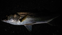 フッコ（ヒラスズキ）の釣果