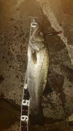 フッコ（ヒラスズキ）の釣果