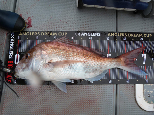 マダイの釣果