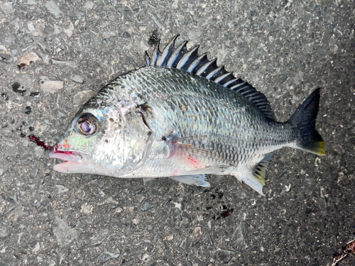 キビレの釣果