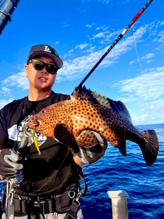 シロブチハタの釣果