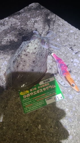 コウイカの釣果