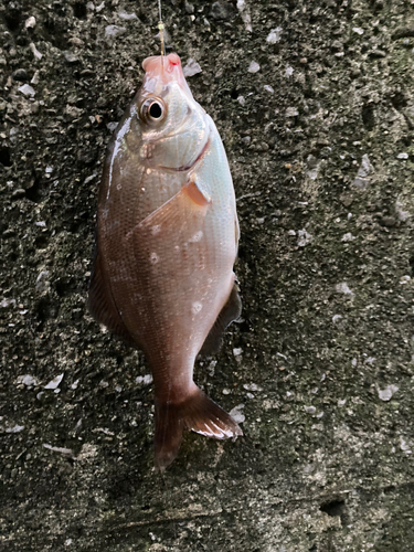 ウミタナゴの釣果