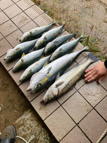 フクラギの釣果