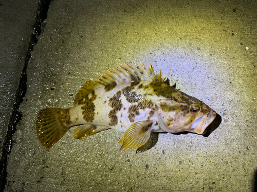 タケノコメバルの釣果