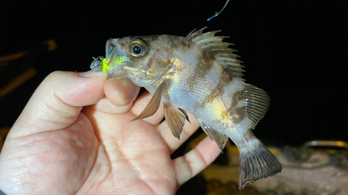 メバルの釣果